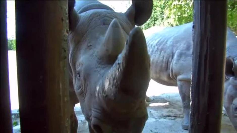 5 rinocerontes europeos han sido trasladados a Ruanda para evitar su extinción