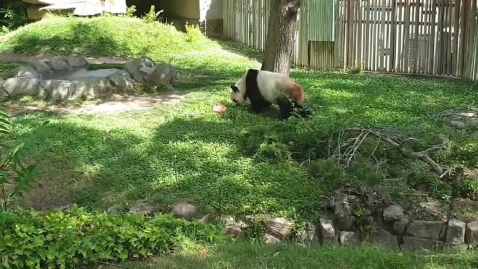 Los animales del Zoo de Madrid se refrescan con sus helados