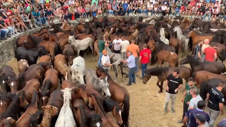 Los caballos salvajes, protagonistas en Rapa das Bestas