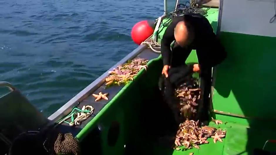 Plaga de estrellas de mar en la ría de Pontevedra