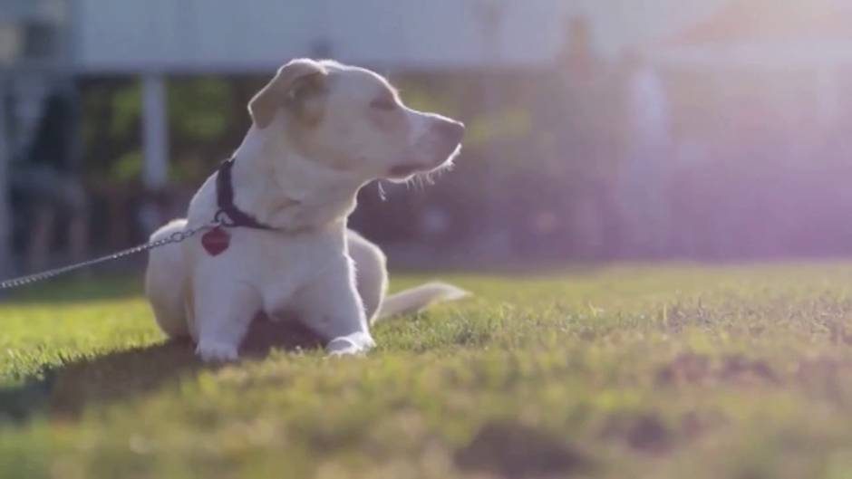 Google dejará elegir otros buscadores en nuevos dispositivos Android