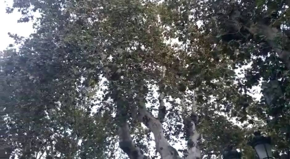 Ruido en la plaza de San Lorenzo de Sevilla