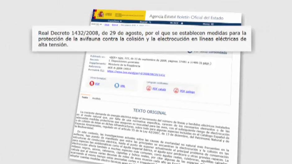 120 aves han muerto electrocutadas en los tendidos eléctricos en lo que va de año
