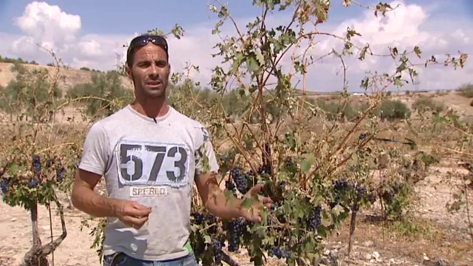 Cultivos arrasados por la tormenta en Arganda