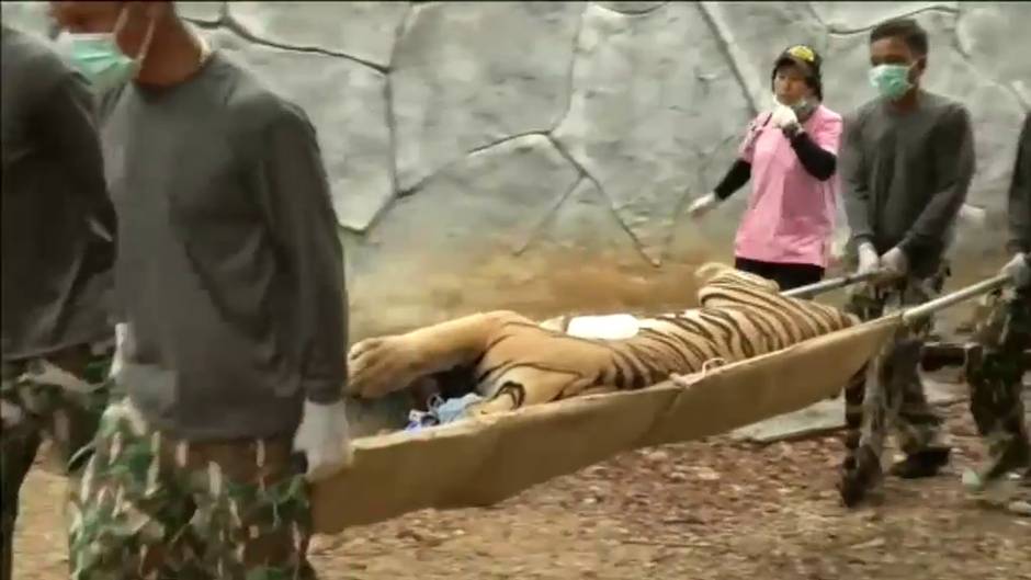 Más de la mitad de los tigres rescatados en el Templo del Tigre han fallecido por problemas de consanguinidad