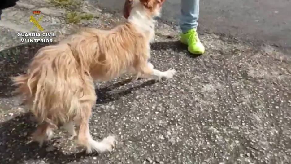 Investigan a un hombre en A Coruña por maltrato animal