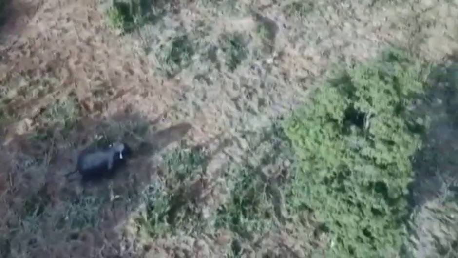 Rescatan a una cría de elefante atrapada en un estanque en China