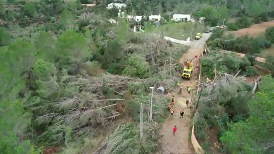 Las impresionantes imágenes de los árboles tumbados por el viento en Ibiza