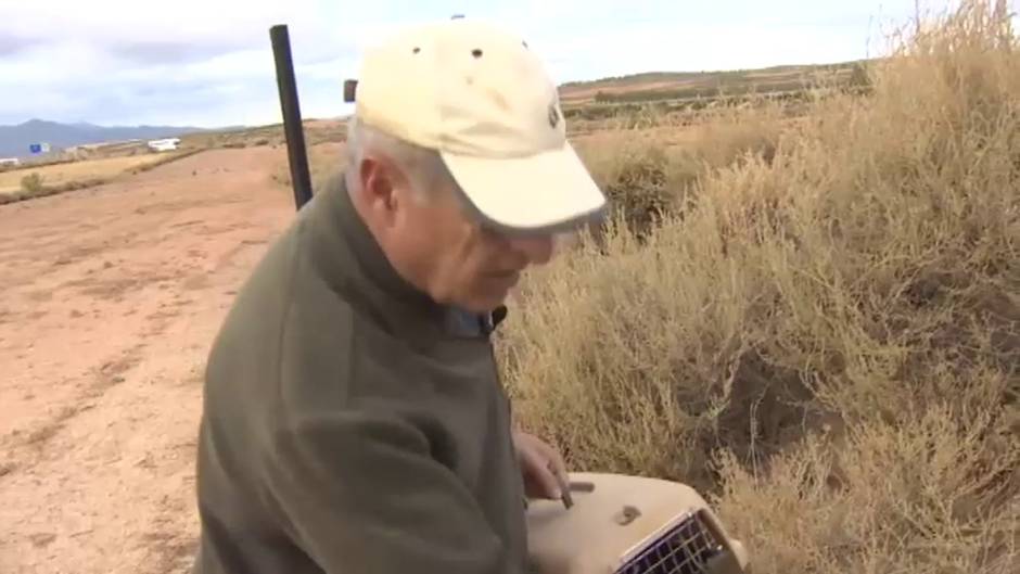 Plaga de conejos en Aragón