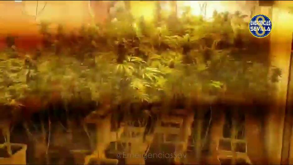 Desmantelada una plantación de marihuana en una vivienda de Cerro-Amate