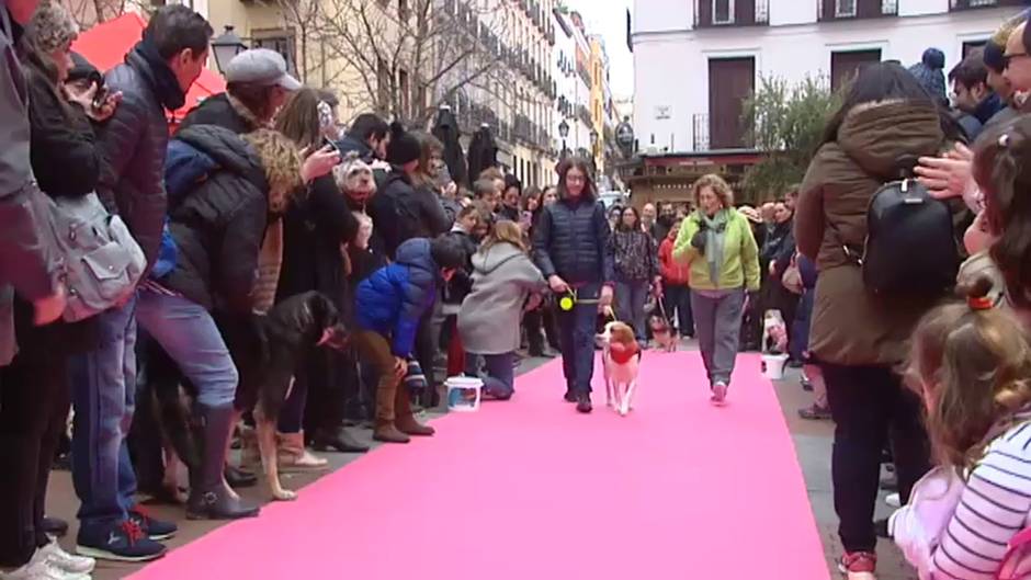 Paserela de mascotas adoptadas por San Antón