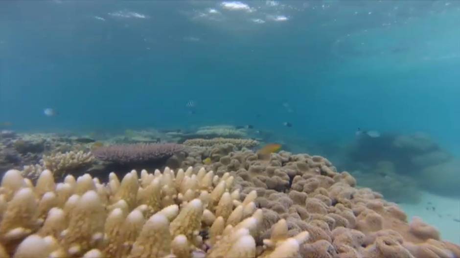 Los ecólogos Duarte, Hughes y Pauly galardonados por su conservación y contribuciones al ecosistema marino