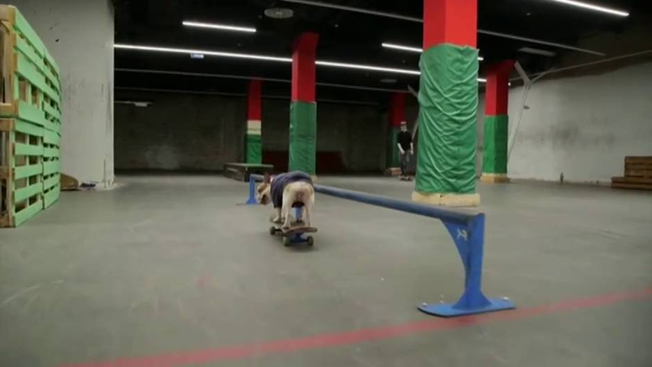 Skateboard perruno en Rusia