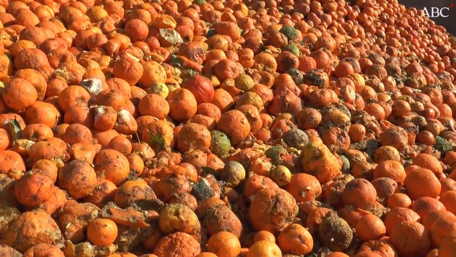 Naranjas amargas, el combustible que mueve la gran depuradora de Emasesa