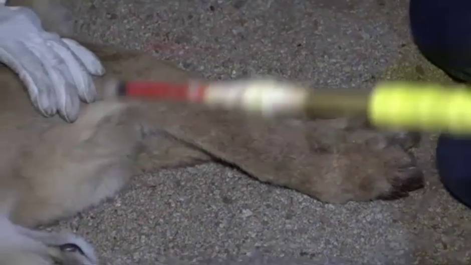 Un puma sorprende a los vecinos de un céntrico barrio de Santiago de Chile