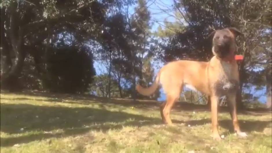 Los perros también sufren estrés durante las restricciones del estado de alarma