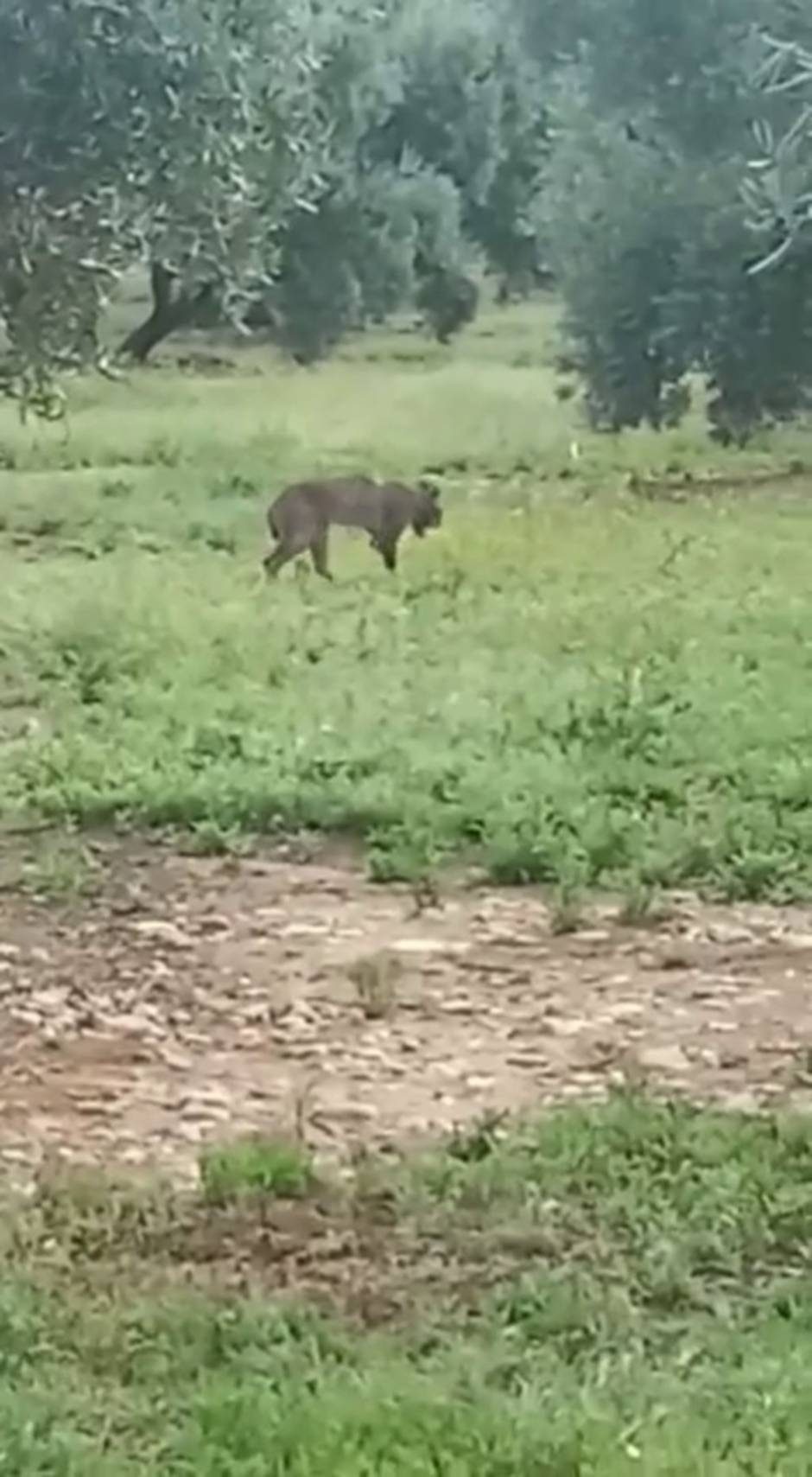 Un cazador cuida de un lince tras encontrarlo desnutrido