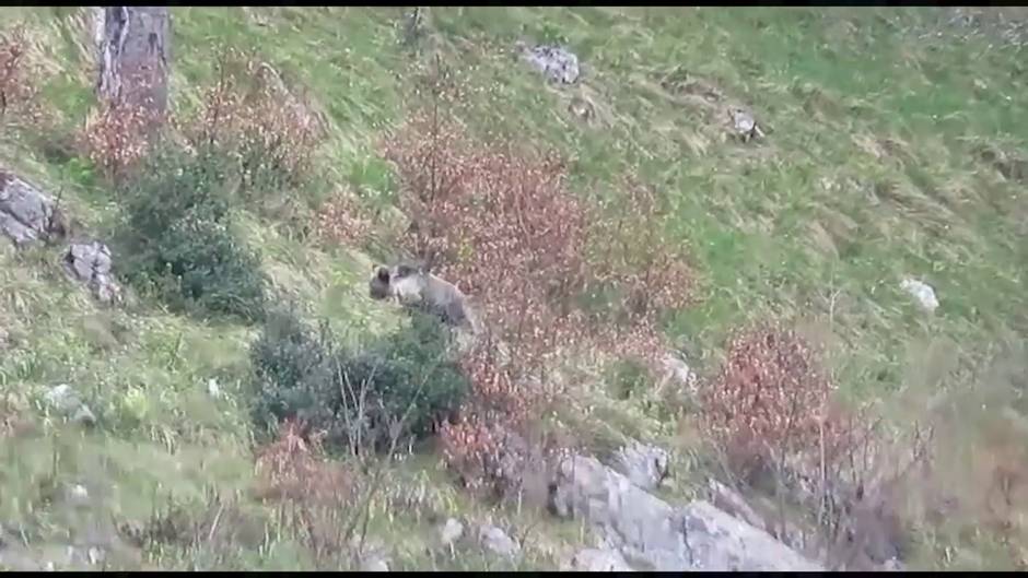 La osezna Saba, recuperada en Cantabria, retoma con normalidad su actividad