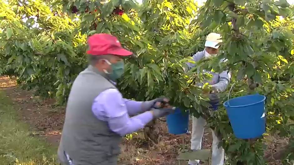 Transporte gratis para facilitar mano de obra en el campo