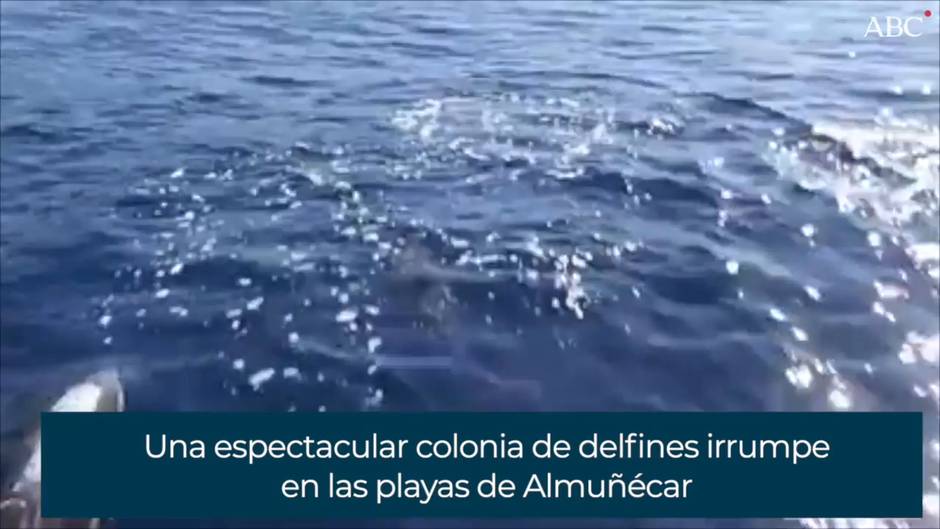 Una espectacular colonia de delfines irrumpe en las playas de Almuñécar