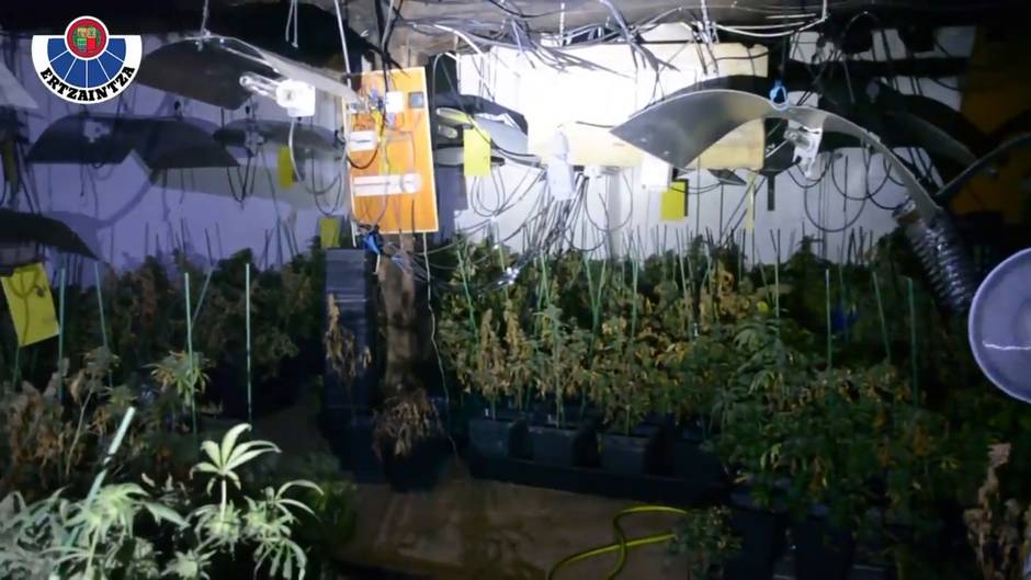 Siete detenidos por cultivo y tráfico de marihuana en País Vasco y Guadalajara