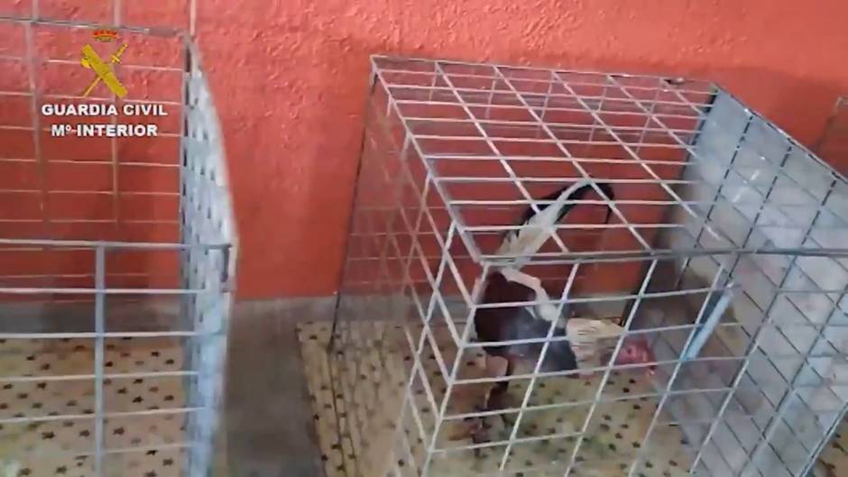 Desmantelada una multitudinaria pelea de gallos