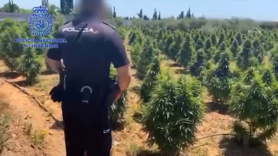 Policía Nacional encuentra dos bancales con unas 2.000 plantas de marihuana en Cartagena