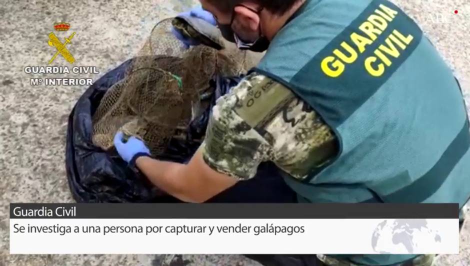 La Guardia Civil de La Rinconada investiga a una persona por capturar y vender galápagos