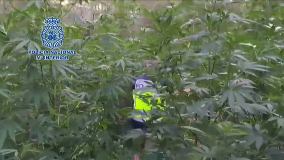 Desmantelada la cuarta plantación de marihuana, en lo que va de año, en los bosques de Huesca