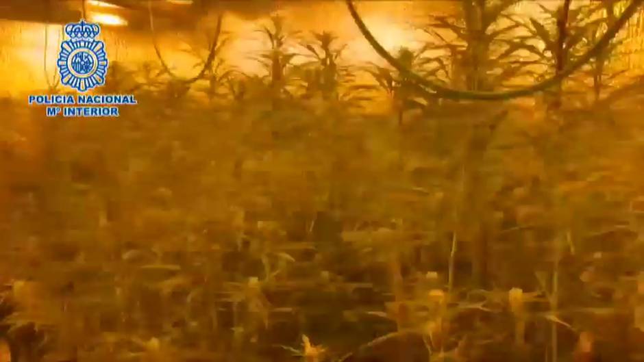 Detenida una mujer que tenía 1200 plantas de marihuana en su chalé