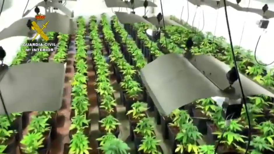 75 detenidos de una banda dedicada a la exportación de marihuana