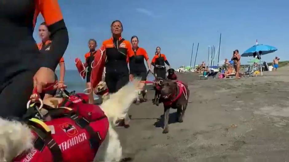 Estos perros socorristas salvan cerca de 40 vidas al año en las playas de Italia