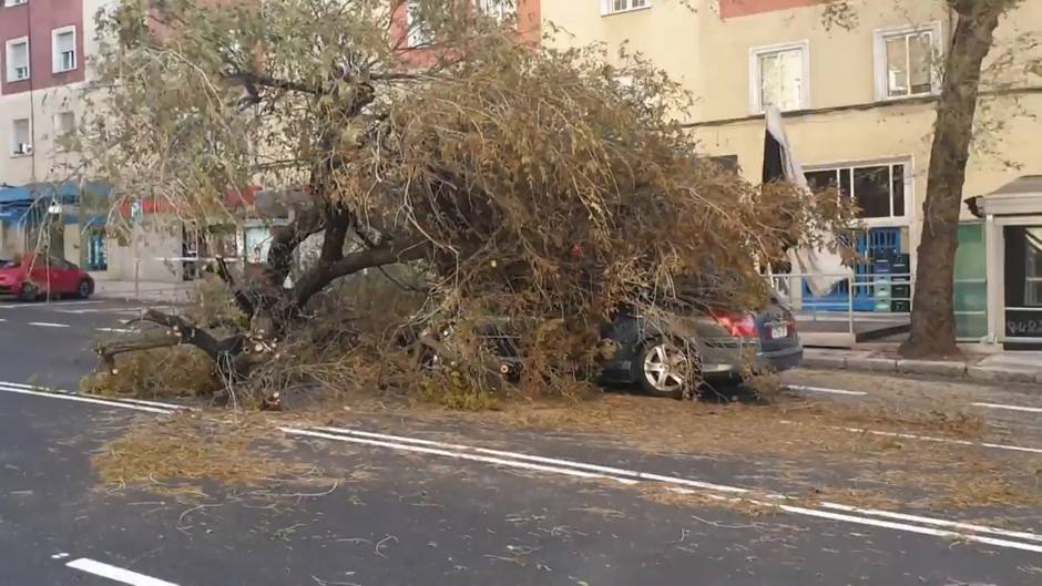 Atrapado un coche por la caída de un árbol en Madrid