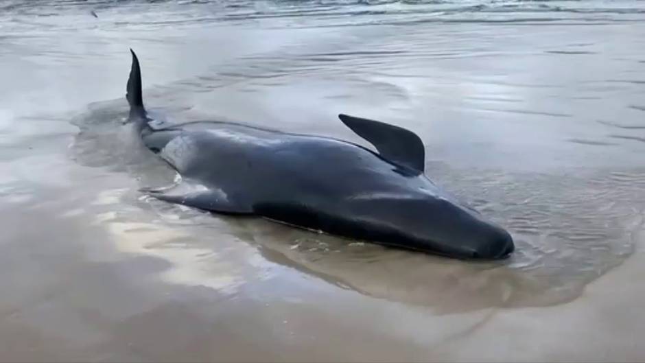 Evacúan los cuerpos de las más de 350 ballenas muertas en las costas australianas