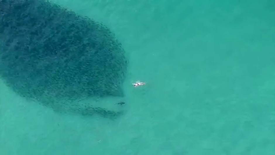 Un dron graba a un grupo de bañistas en Australia nadando junto a peces y tiburones