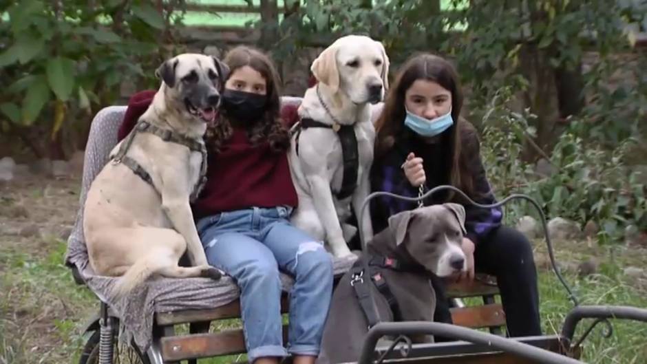 Los perros detectan el Coronavirus