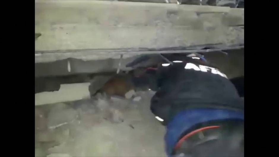 Aparatoso rescate de un gato atrapado bajo los escombros en Esmirna