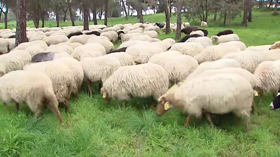 Un rebaño de ovejas toma las calles del centro de Madrid