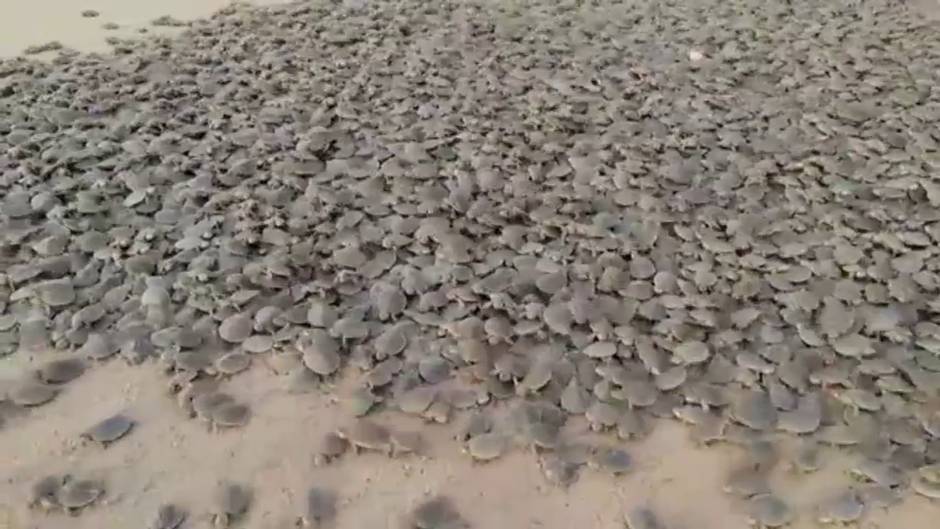 Nacen más de 92.000 crías de tortuga gigante en Brasil