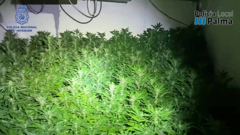 Desmanteladas tres plantaciones de marihuana en pisos de Son Gotleu