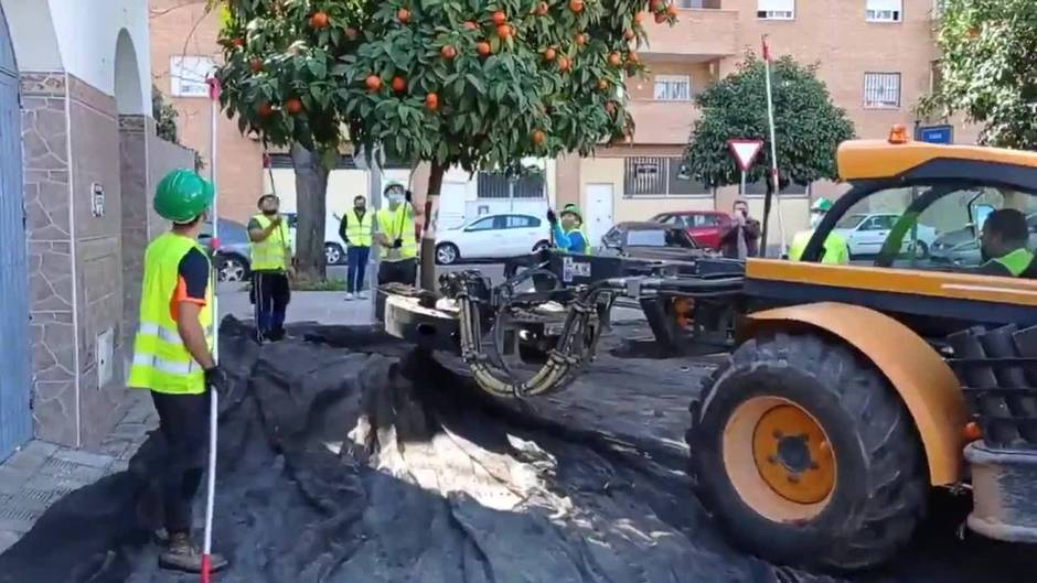 Sevilla estrena la recogida de naranjas por sacudida