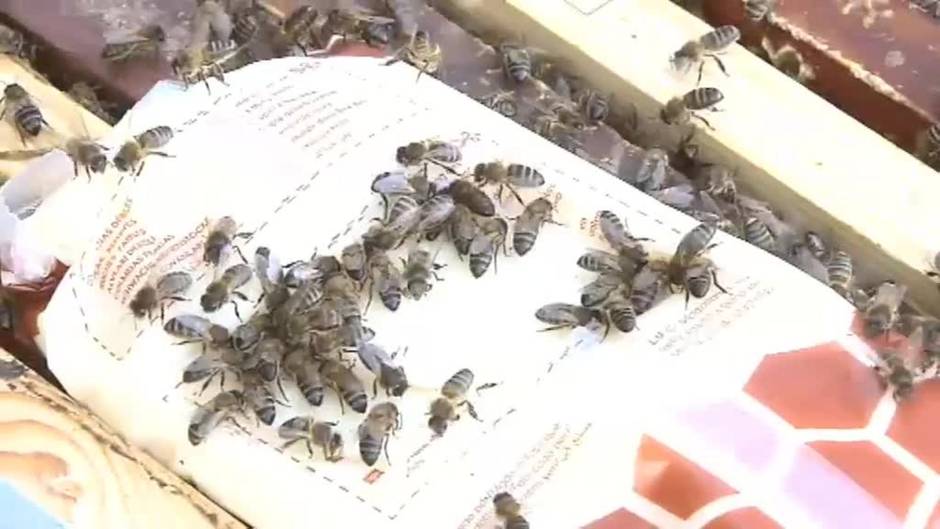 Padrinos y madrinas para 24 colmenas de abeja negra canaria