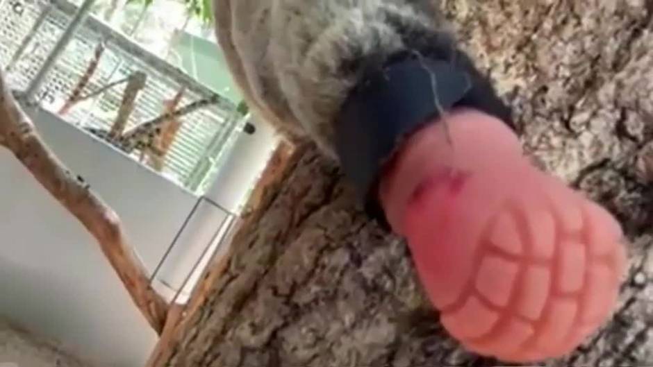 Un koala llamado Triunfo recibe en Australia una prótesis de pie diseñada por un dentista