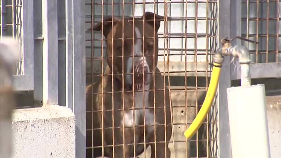 Se dispara la compra de perros durante la pandemia