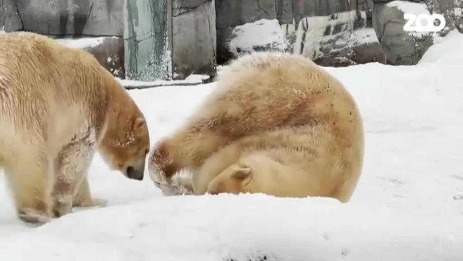 Una cachorra de oso polar del zoo de Copenhague exige la atención constante de su madre