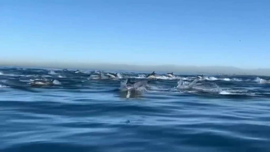 Asombrosa estampida de 2.000 delfines en el sur de California