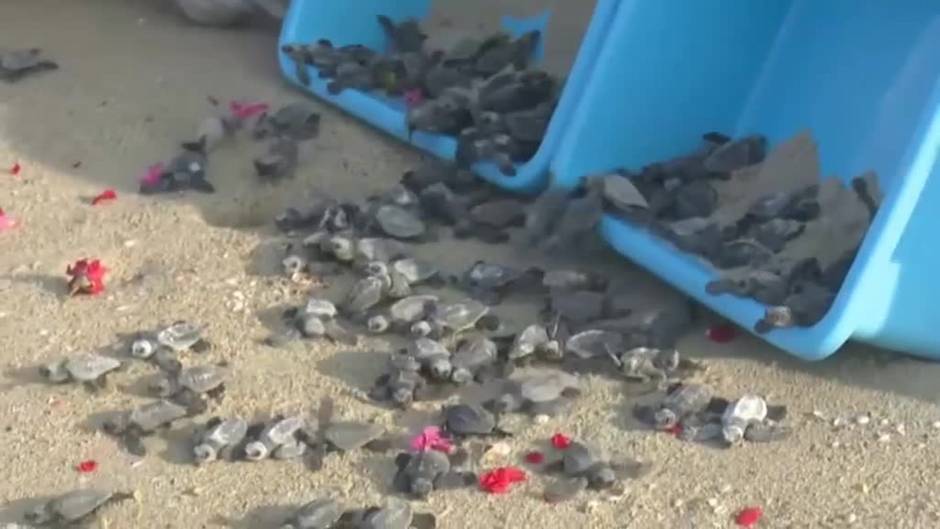 Liberan 131 crías de tortuga en una playa de la localidad india de Dhanushkodi