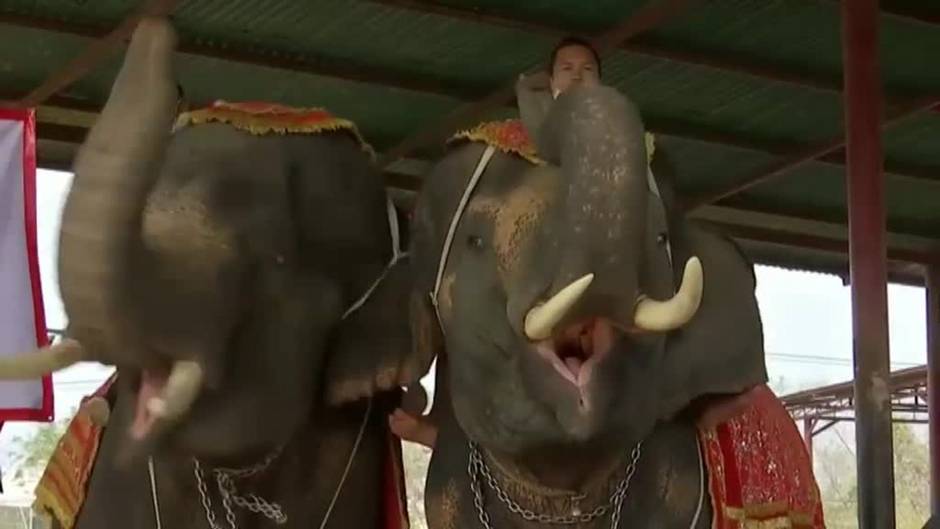 Tailandia celebra el Día del Elefante