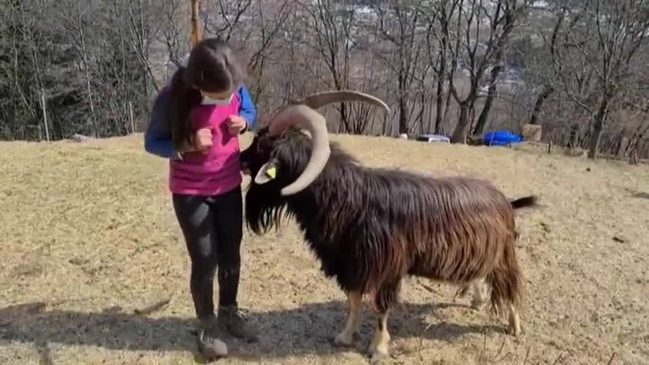 Una niña italiana de 10 años estudia en la montaña rodeada de cabras en tiempos de pandemia
