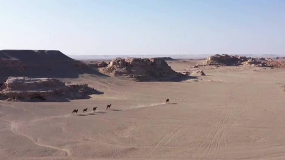 Avistan una manada de 30 camellos salvajes en el Desierto de Gobi, China